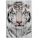 Картина на досках Белый тигр 40 х 60 см