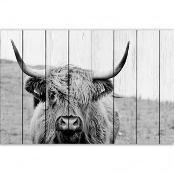 Картина на досках Шотландская корова 40 х 60 см