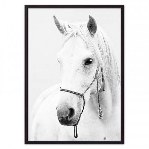 Картины, постер на стену Белая лошадь 2 40 х 60 см