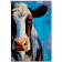 Картина на досках Корова 40 х 60 см