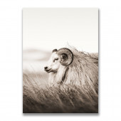 Исландская овца 70х100