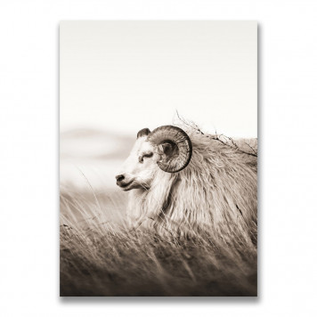 Картина на холсте Исландская овца 70 х 100 см