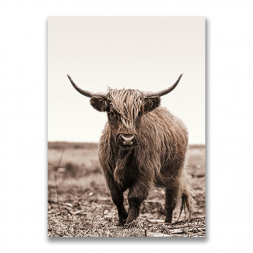 Картина на холсте Шотландский бык №3 50 х 70 см