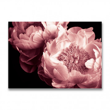 Картина на холсте Розовые пионы №2 50 х 70 см