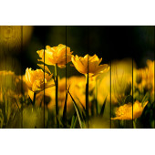  Желтые тюльпаны 40х60