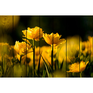 Картины на досках Желтые тюльпаны 40 х 60 см