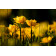 Картины на досках Желтые тюльпаны 40 х 60 см