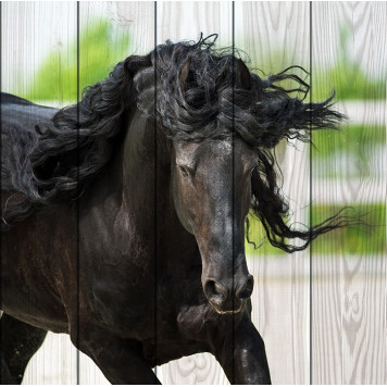 Картина на досках Черная лошадь